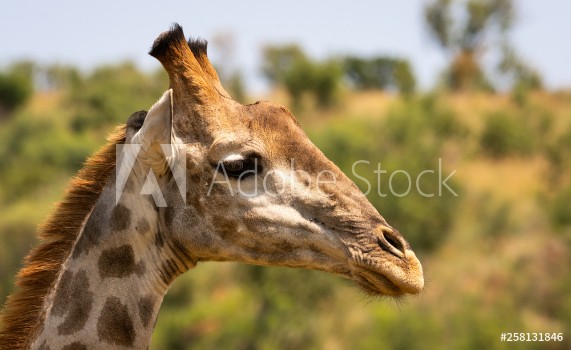 Picture of Giraffe portrait